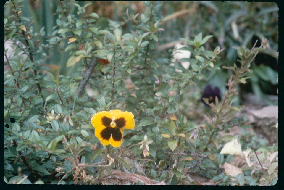 Pansey in Garden 1980